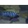 Cynotilapia zebronides Likoma Island Red Top 3 - 4 cm