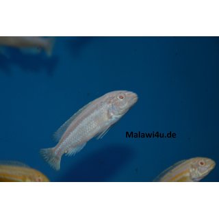Melanochromis auratus albino 4 - 6 cm
