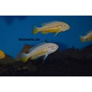 Melanochromis auratus albino 4 - 6 cm