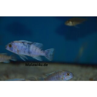 Metriaclima zebra masinje BB/OB 4 - 5 cm