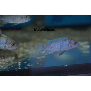 Metriaclima zebra masinje BB/OB 4 - 5 cm