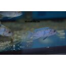 Metriaclima zebra masinje BB/OB 4 - 5 cm