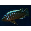 Cynotilapia sp.Ndonga Deep 4 - 5 cm