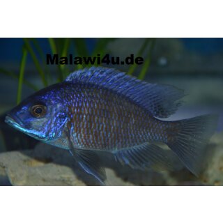 Copadichromis borleyi namalenje  7 - 10 cm