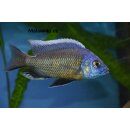 Copadichromis borleyi namalenje 5 - 7 cm
