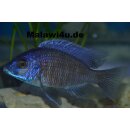 Copadichromis borleyi namalenje 5 - 7 cm
