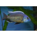 Copadichromis borleyi namalenje  7 - 10 cm