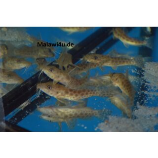 Auchenoglanis occidentalis Fanggebiet Kongo (Tanganjikasee Giraffenwels )   WF 12 -14 cm