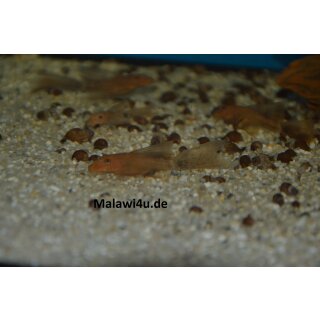 Ancistrus rot Schleier 4 - 5 cm