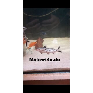 Synodontis polli withe 4 - 5 cm