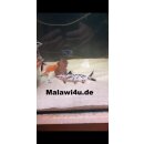 Synodontis polli withe 4 cm