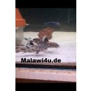Synodontis polli withe 4 cm