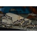 Synodontis polli withe 4 cm