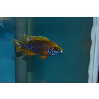 Aulonocara jacobfreibergi Mamelela undu point WFNZ 5 - 6 cm