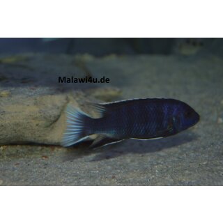 Pseudotropheus acei ngara withe tail 4 - 6 cm