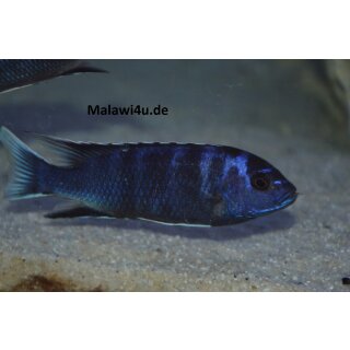 Pseudotropheus acei ngara withe tail 4 cm