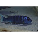 Pseudotropheus acei ngara withe tail 4 - 6 cm
