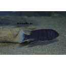 Pseudotropheus acei ngara withe tail 4 cm
