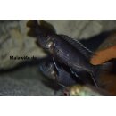 Pseudotropheus acei ngara withe tail 4 cm
