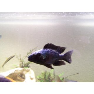 Fossorochromis rostratus  3 - 4 cm