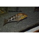 Fossorochromis rostratus  3 - 4 cm