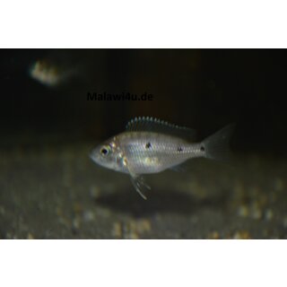 Copadichromis mloto Ivory Lupingu 4 - 5 cm
