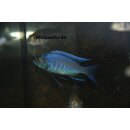 Copadichromis mloto Ivory Lupingu 4 - 5 cm