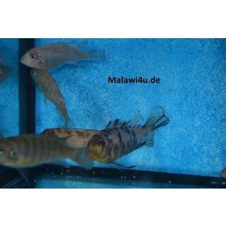 Metriaclima fainzilberi Ikombe 4 - 6 cm