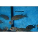 Metriaclima fainzilberi Ikombe 4 - 5 cm