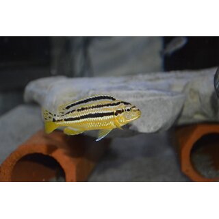 Melanochromis auratus maleri 4 - 5 cm WFNZ