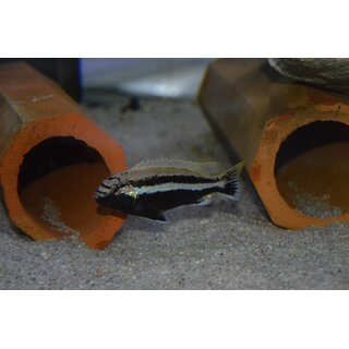 Melanochromis auratus 4 cm WFNZ
