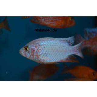 Aulonocara fire Fish  7 - 9 cm (weis)