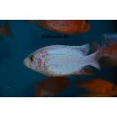 Aulonocara fire Fish  7 - 9 cm (weis)