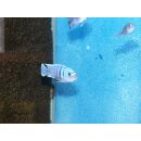 Cynotilapia afra white top Galileya Reef WFNZ 4 - 5 cm
