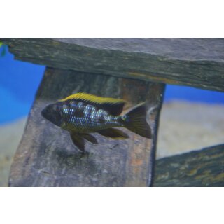 Otopharynx black orange dorsal 4 - 5 cm