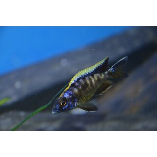 Otopharynx black orange dorsal 4 - 5 cm