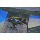 Otopharynx black orange dorsal 4 - 6  cm