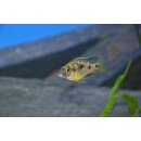 Otopharynx black orange dorsal 4 - 6  cm