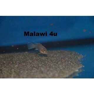 Neolamprologus cylindricus „Isanga“ Island WFNZ 3 - 4 cm