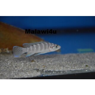 Neolamprologus cylindricus isinga Island WFNZ 3 - 4 cm