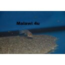 Neolamprologus cylindricus „Isanga“ Island...