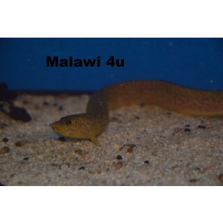 Aethiomastacembelus moorii ( Tanganjika - Aal ) 18 - 20 cm