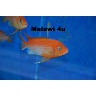 Labidochromis sp. hongi sunflower 4 - 5 cm