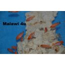 Labidochromis sp. hongi sunflower 3 - 4 cm