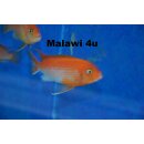 Labidochromis sp. hongi sunflower 4 - 5 cm
