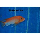 Labidochromis sp. hongi sunflower 4 - 5 cm
