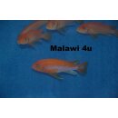 Labidochromis sp. hongi sunflower 4 - 5 cm