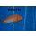 Labidochromis sp. hongi sunflower 4 - 5 cm