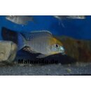 Lethrinops sp. ‘gold’ Harbour Island (Monkey Bay) 5 - 7 cm