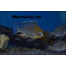 Lethrinops sp. ‘gold’ Harbour Island (Monkey Bay) 5 - 7 cm